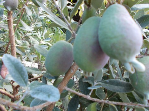 fruitwood_image_unavailable3
